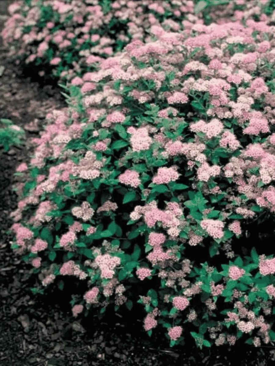 Спирея японская Little Princess