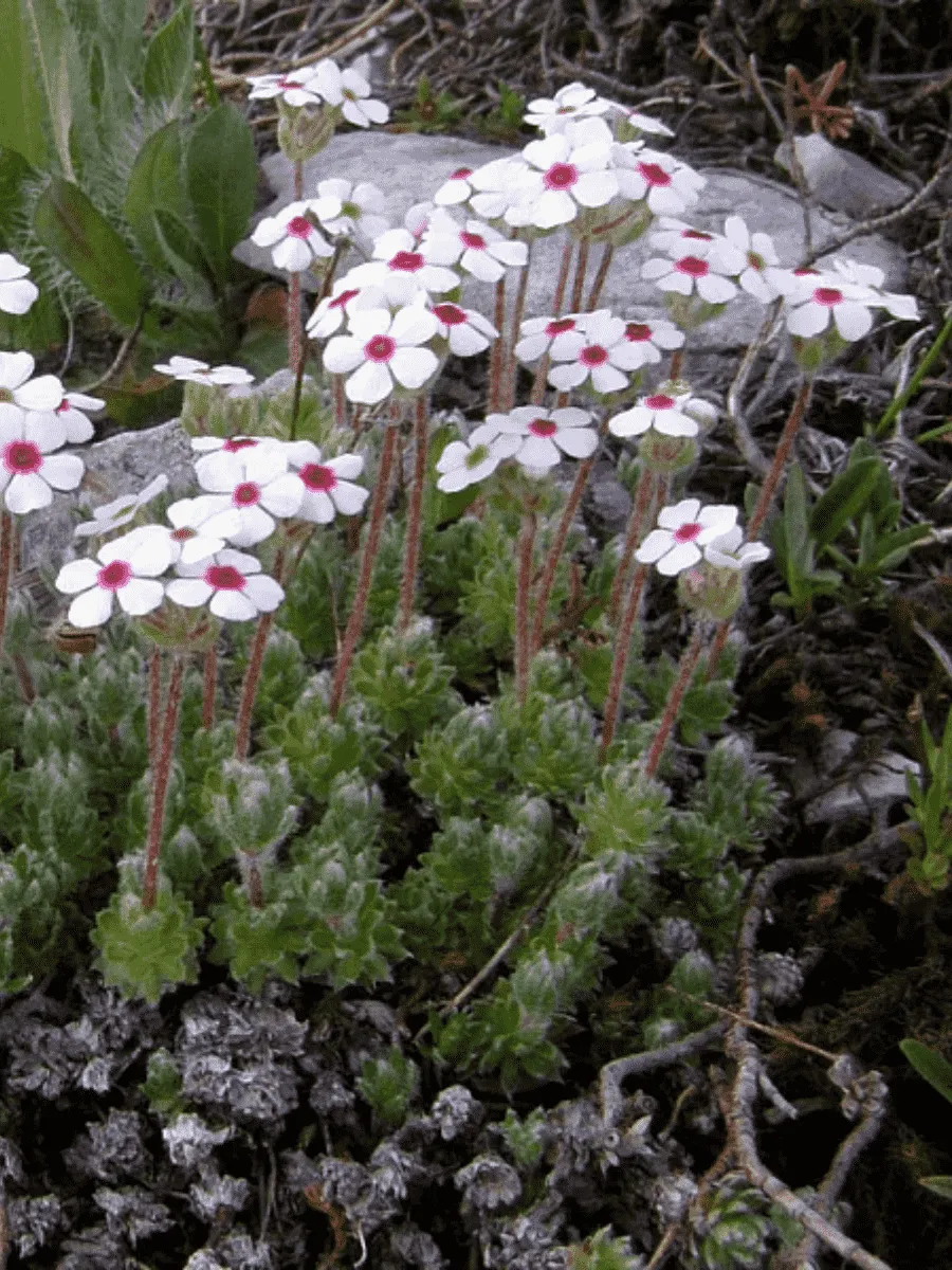 Проломник мохнатый