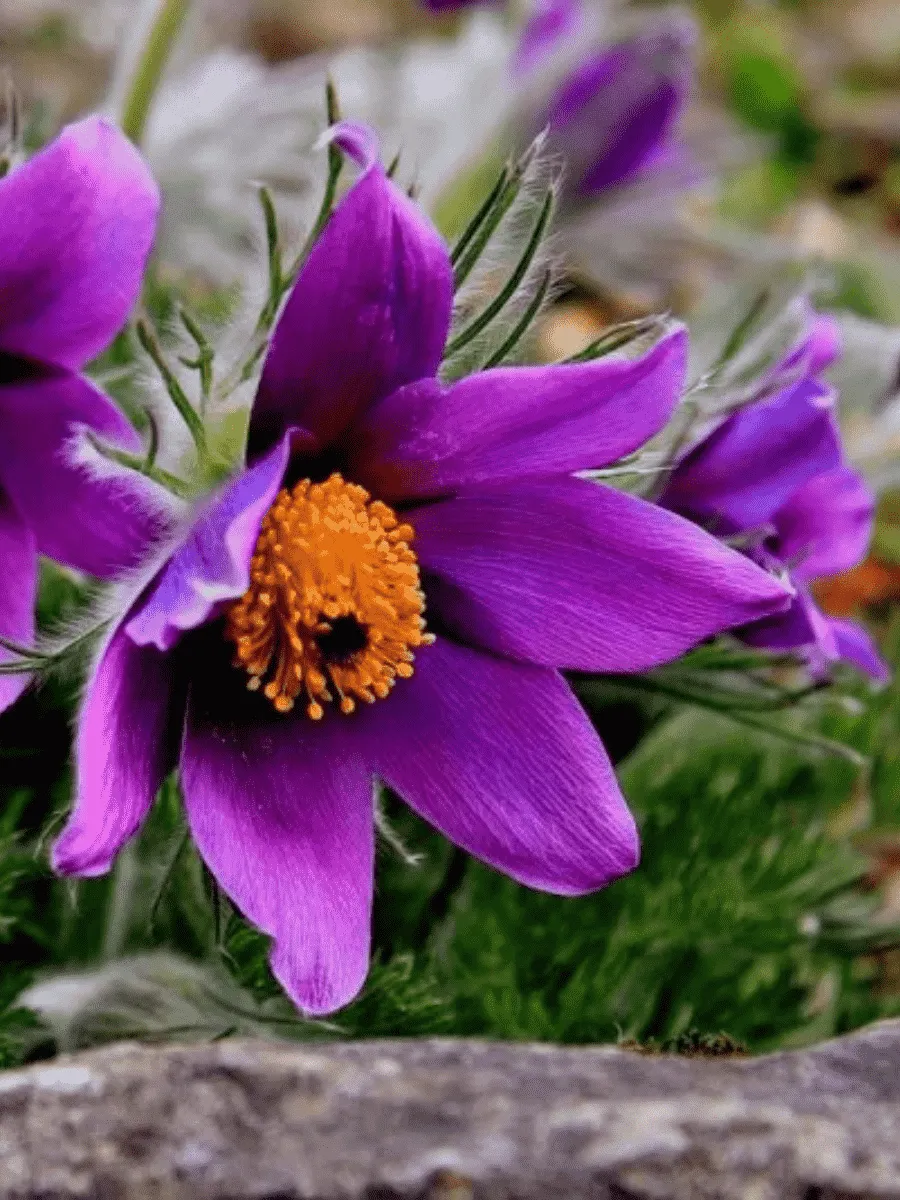 Прострел обыкновенный Violet