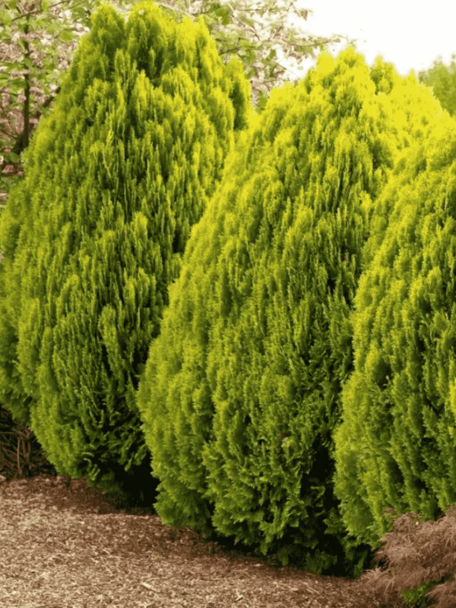 Туя восточная Aurea Nana