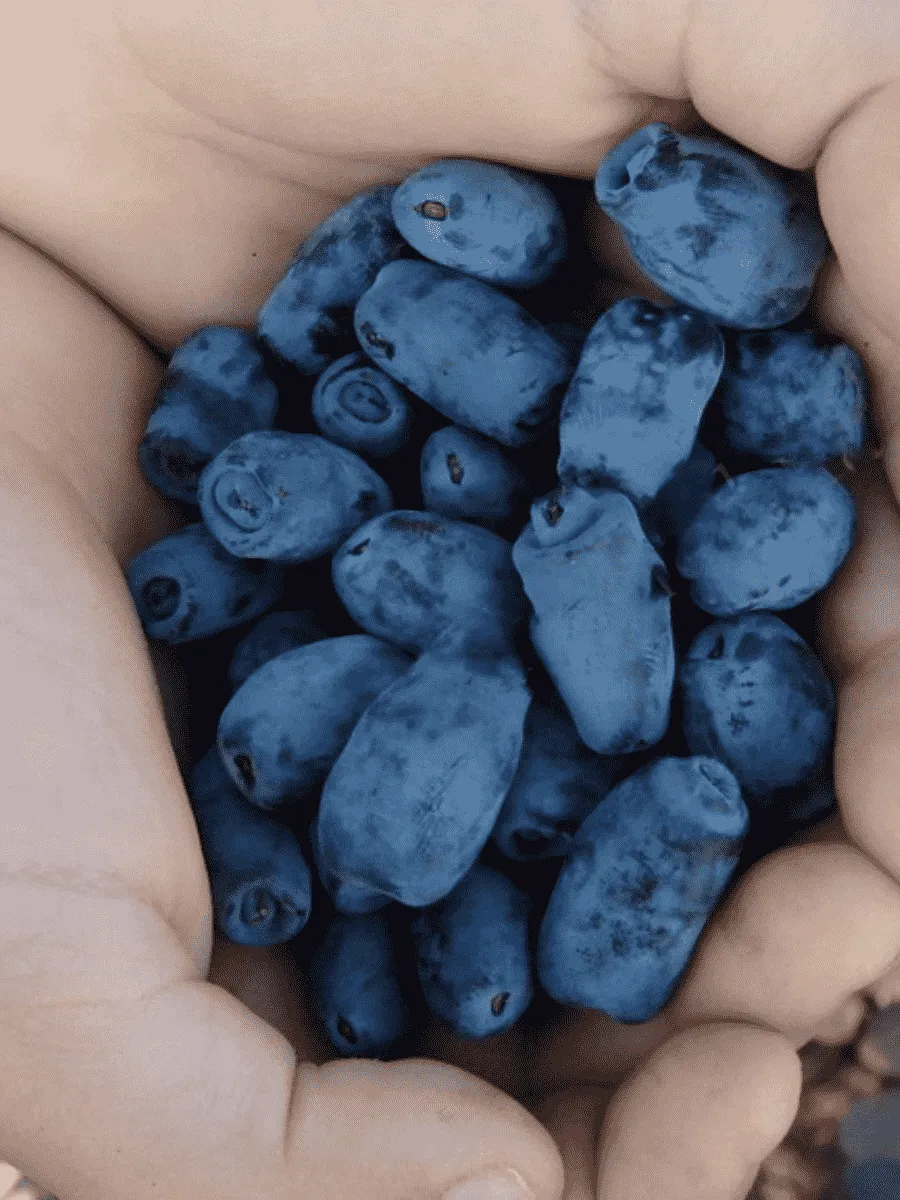 Жимолость плодовая Золушка