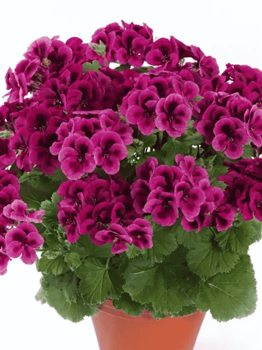 Пеларгония королевская Clarion Violet