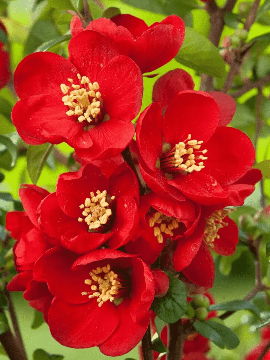 Айва превосходная Crimson and Gold