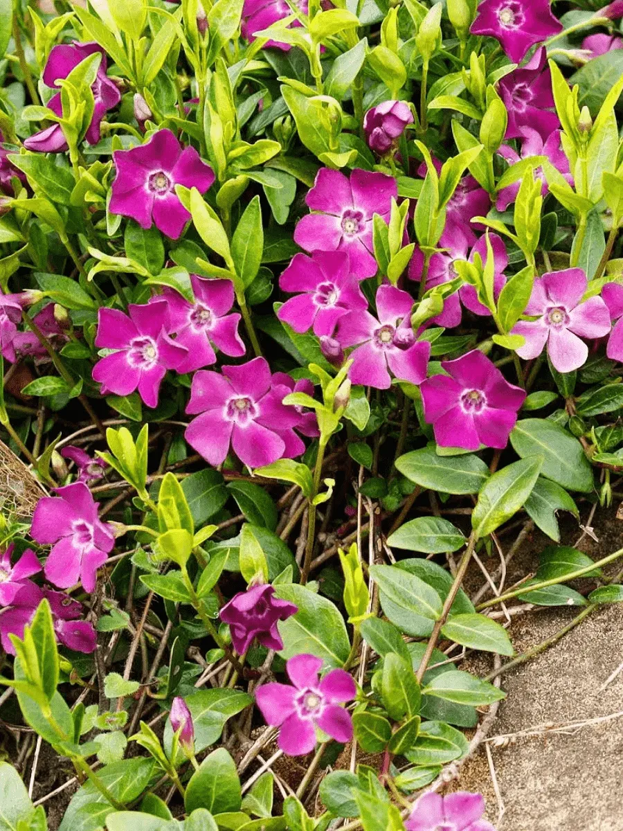 Барвинок малый Atropurpurea