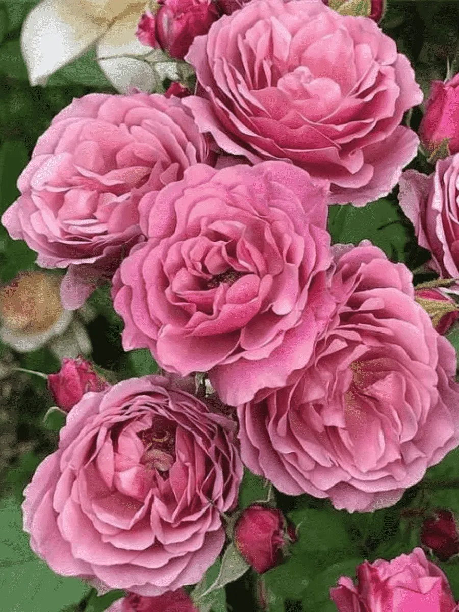 Роза Флорибунда Aoi