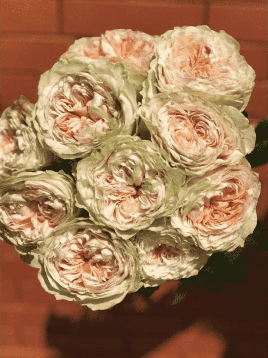 Роза кустовая Victorian Bride