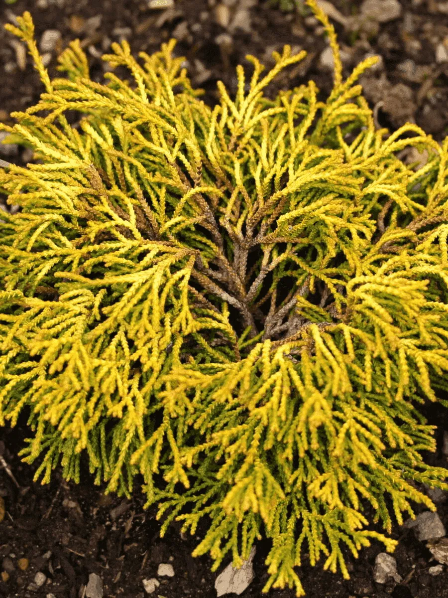 Кипарисовик тупой Gitte