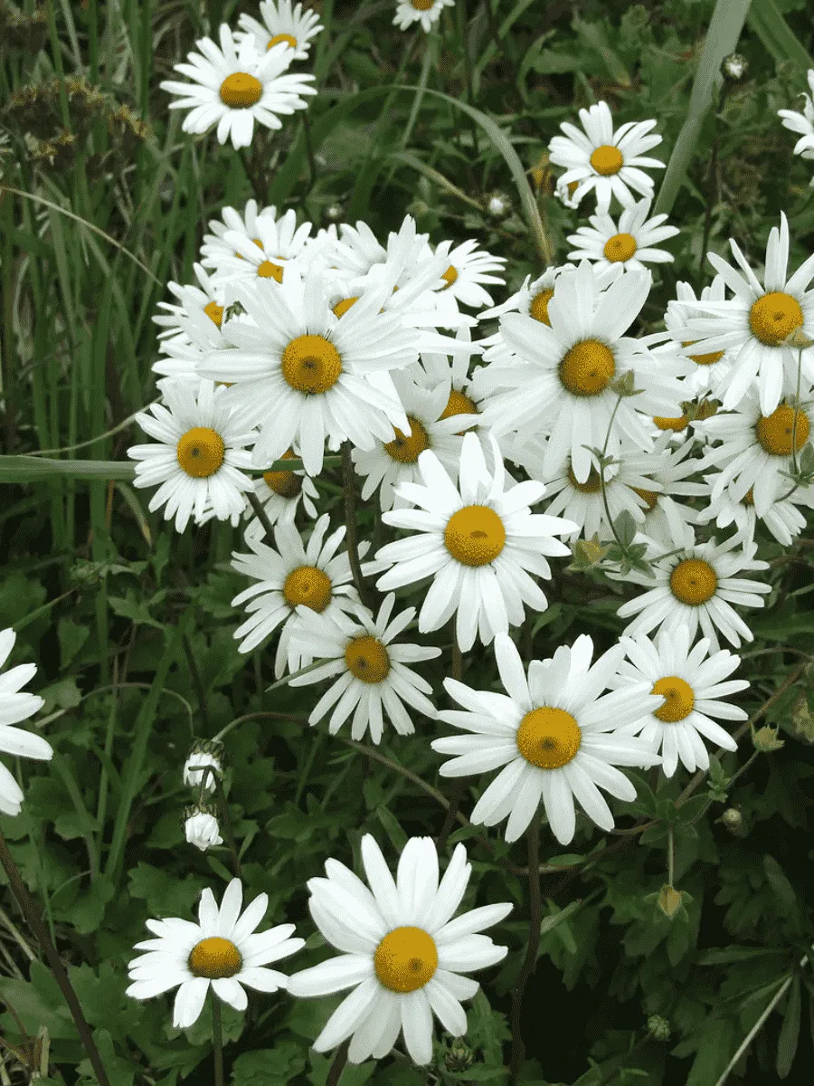 Арктоцвет арктический Schwefelglanz