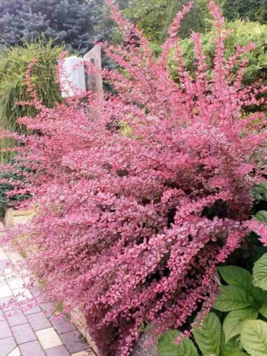 Барбарис Тунберга Pink Queen