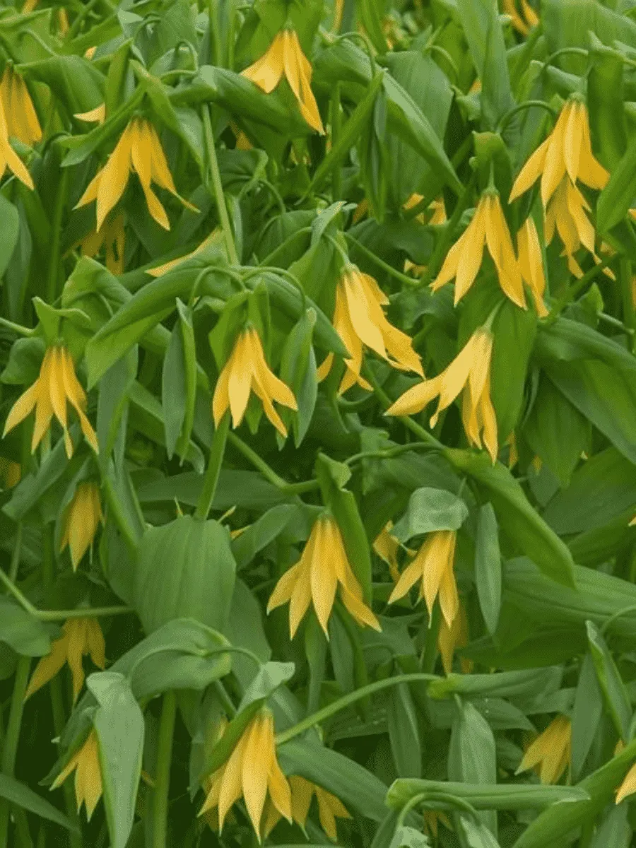 Увулярия крупноцветковая