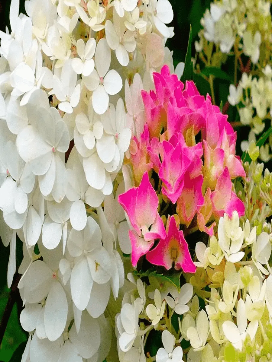 Гортензия метельчатая смесь