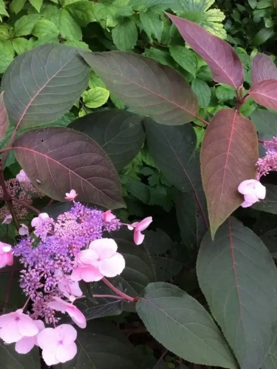 Гортензия шершавая Hot Chocolate