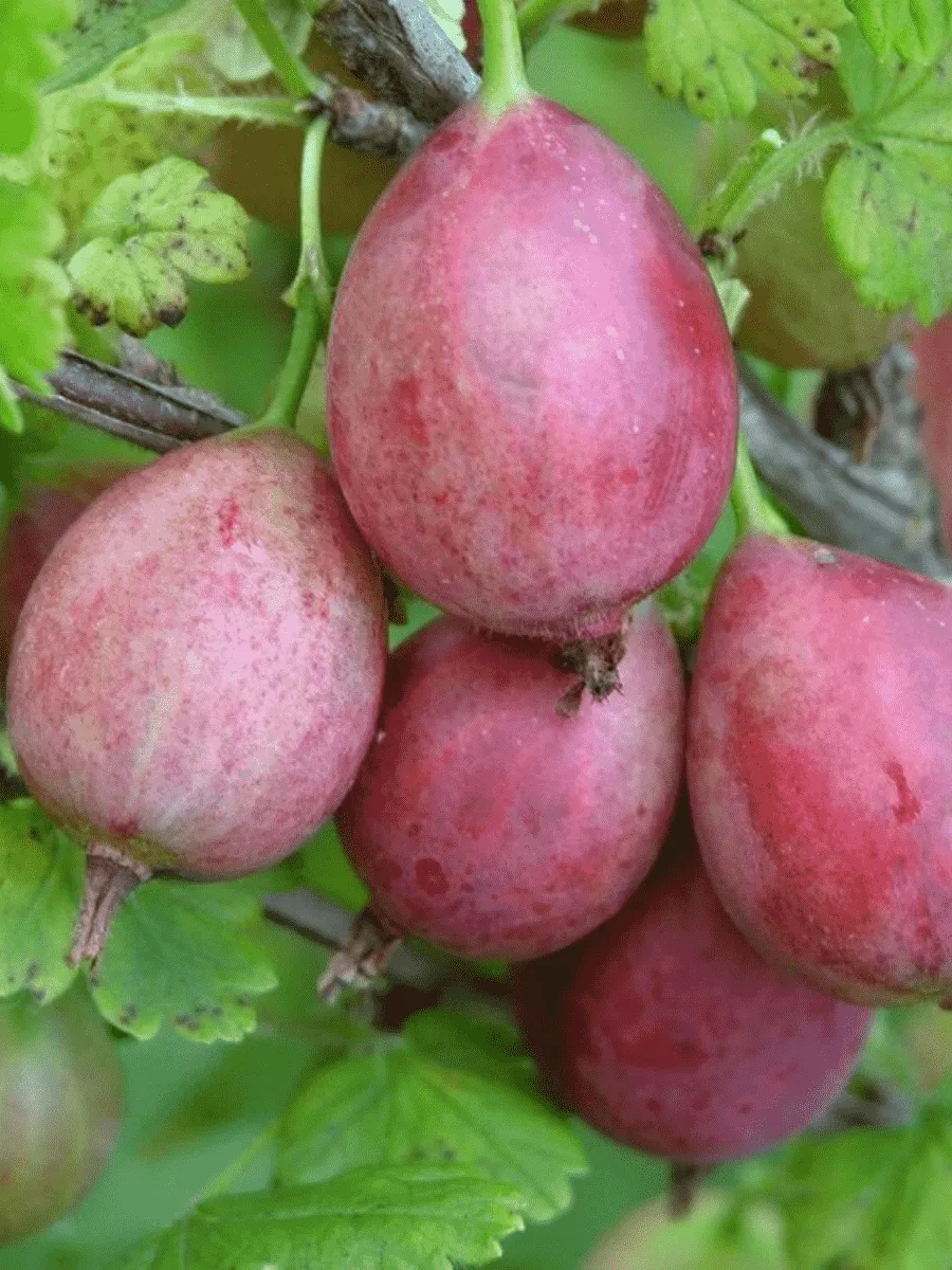 Крыжовник обыкновенный Каптиватор