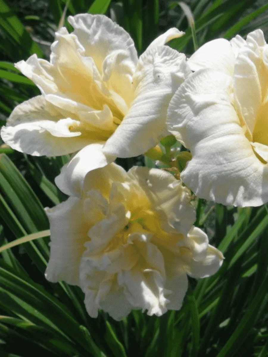 Лилейник Ikebana Star