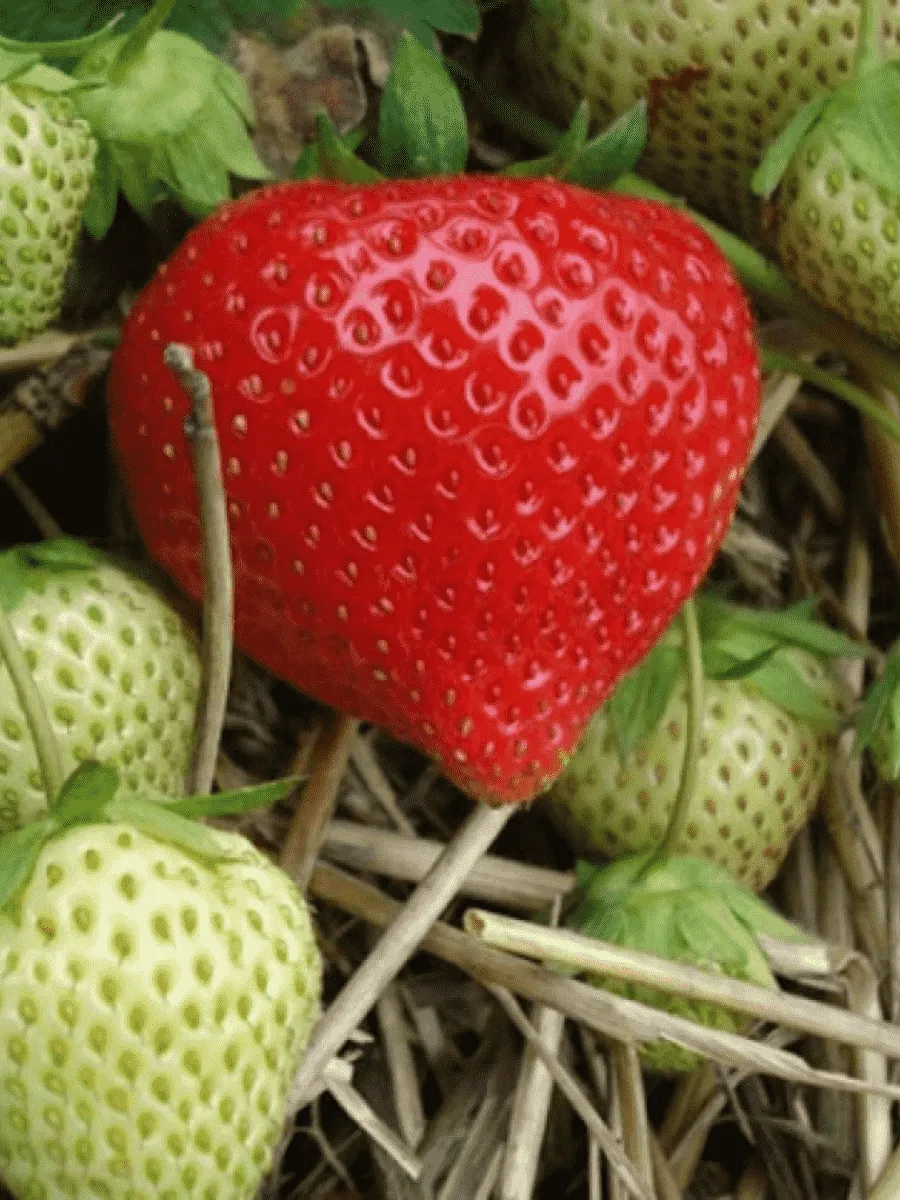 Земляника садовая Фигаро