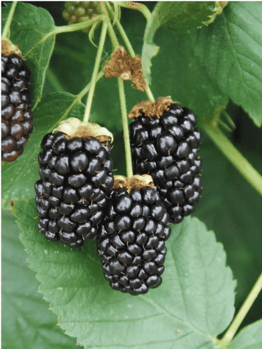 Ежевика Galaxy