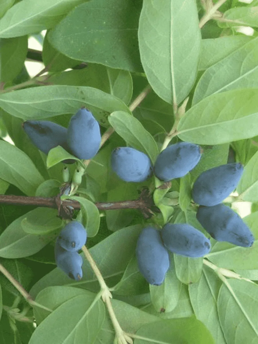 Жимолость плодовая Лазурная