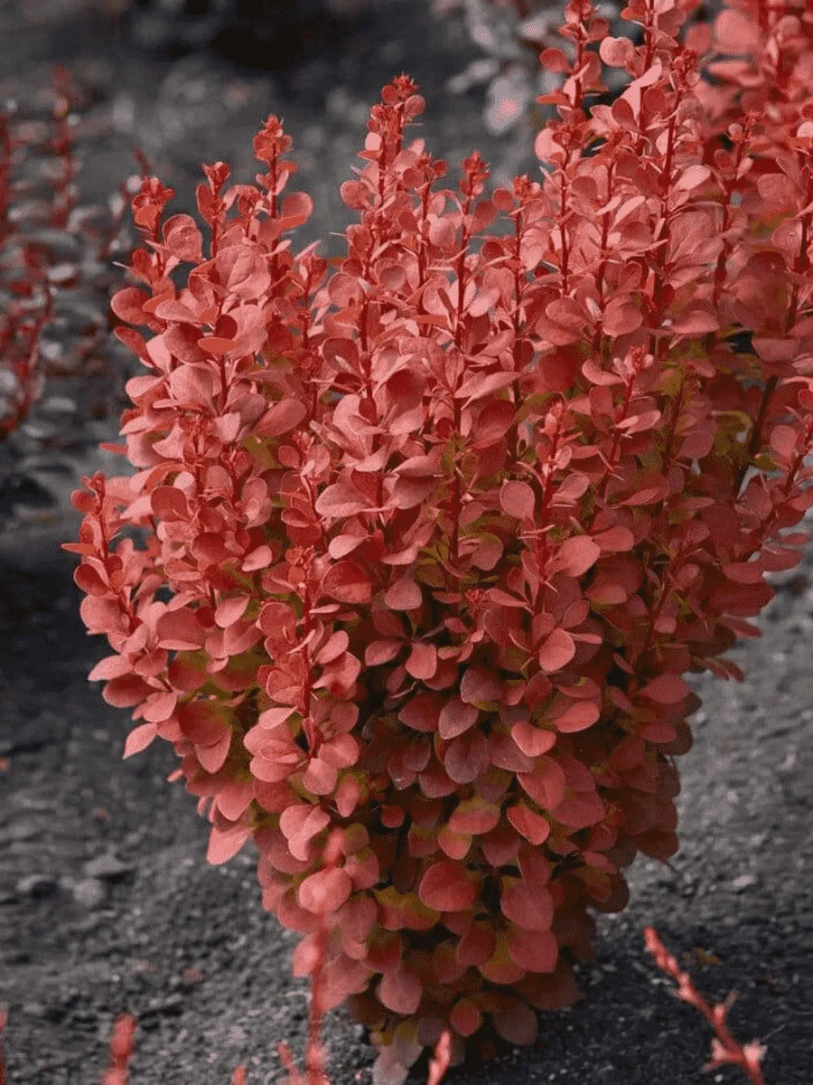 Барбарис Тунберга Orange Rocket