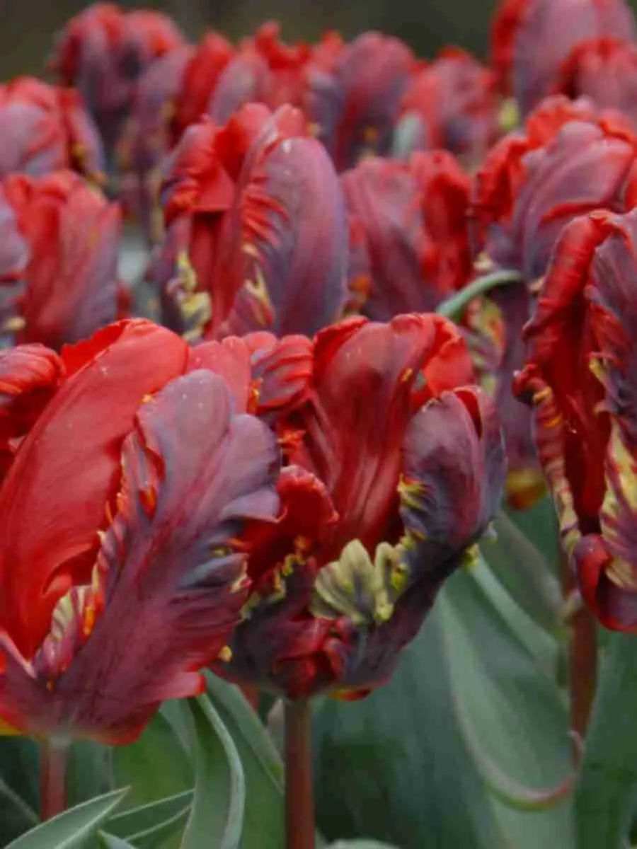 Тюльпан Rococo