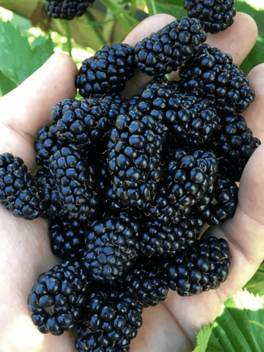 Ежевика садовая Brzezina