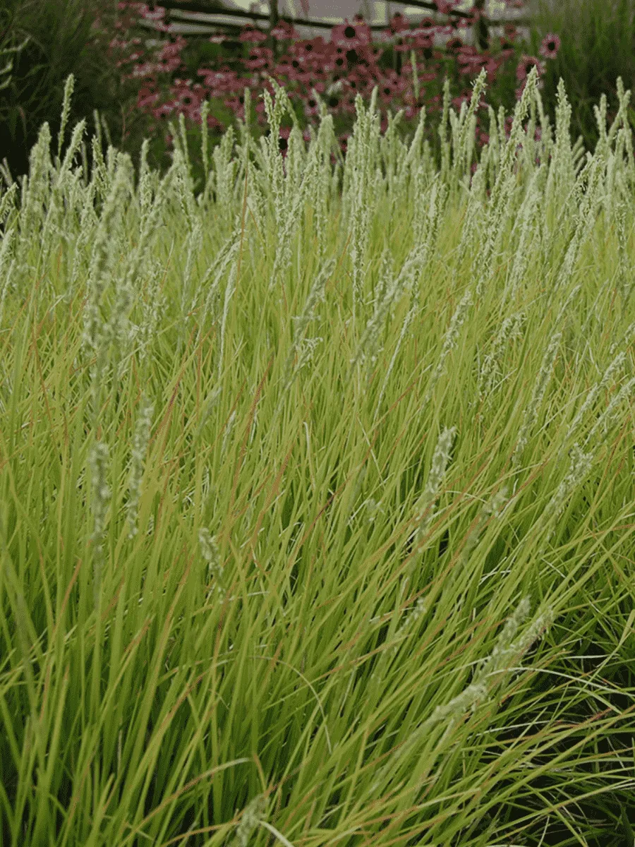 Молиния тростниковая Bergfreund