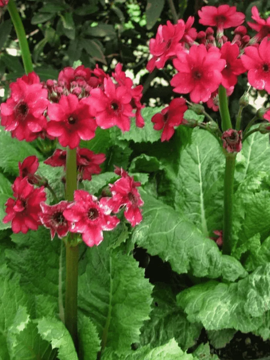 Примула японская Millers Crimson