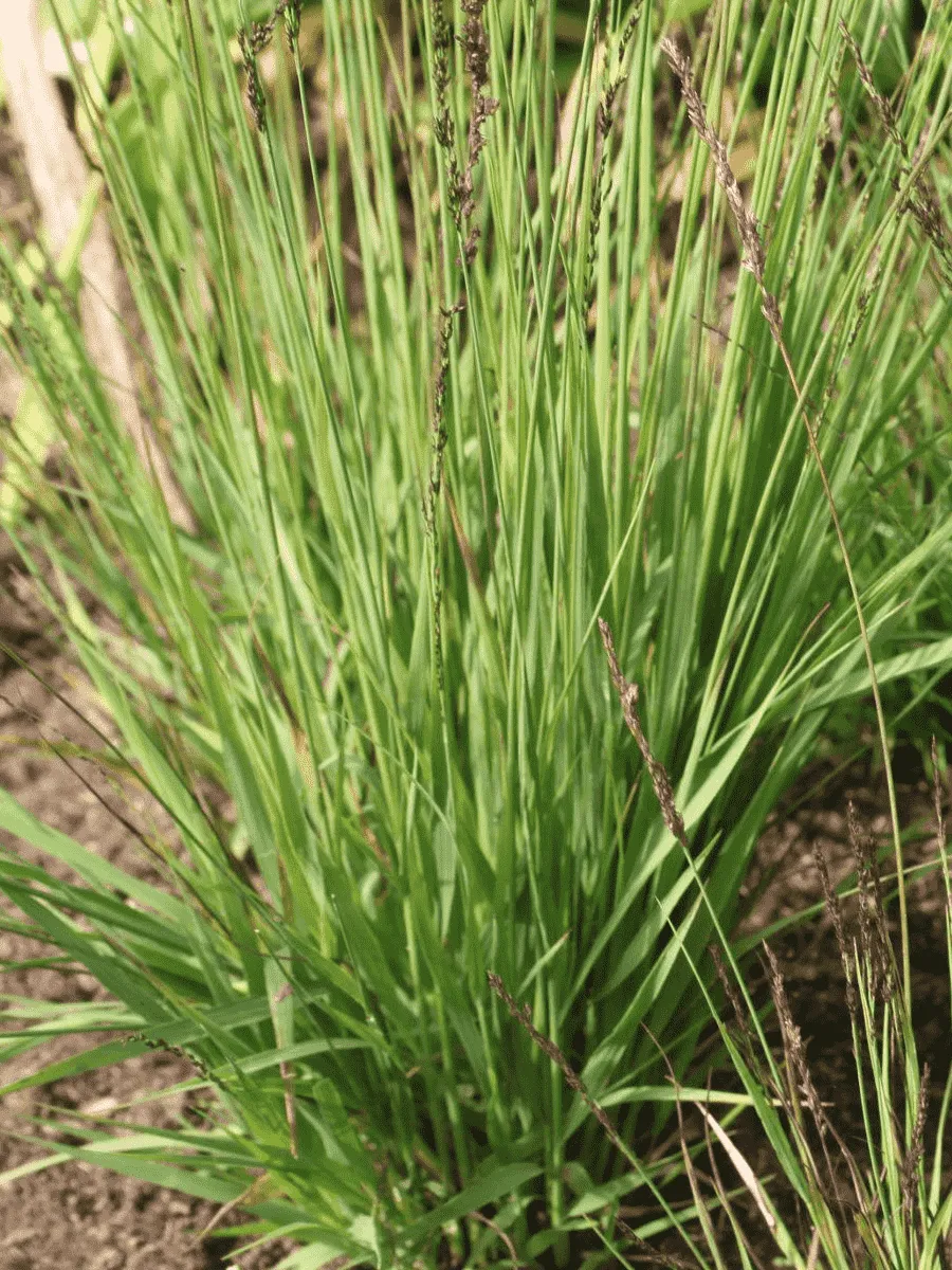 Молиния голубая Igel