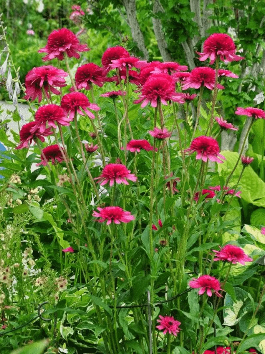 Эхинацея пурпурная Southern Belle