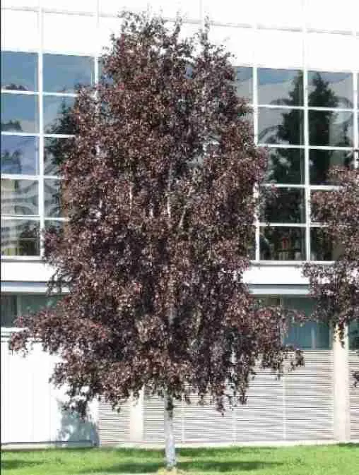 Береза Royal Frost