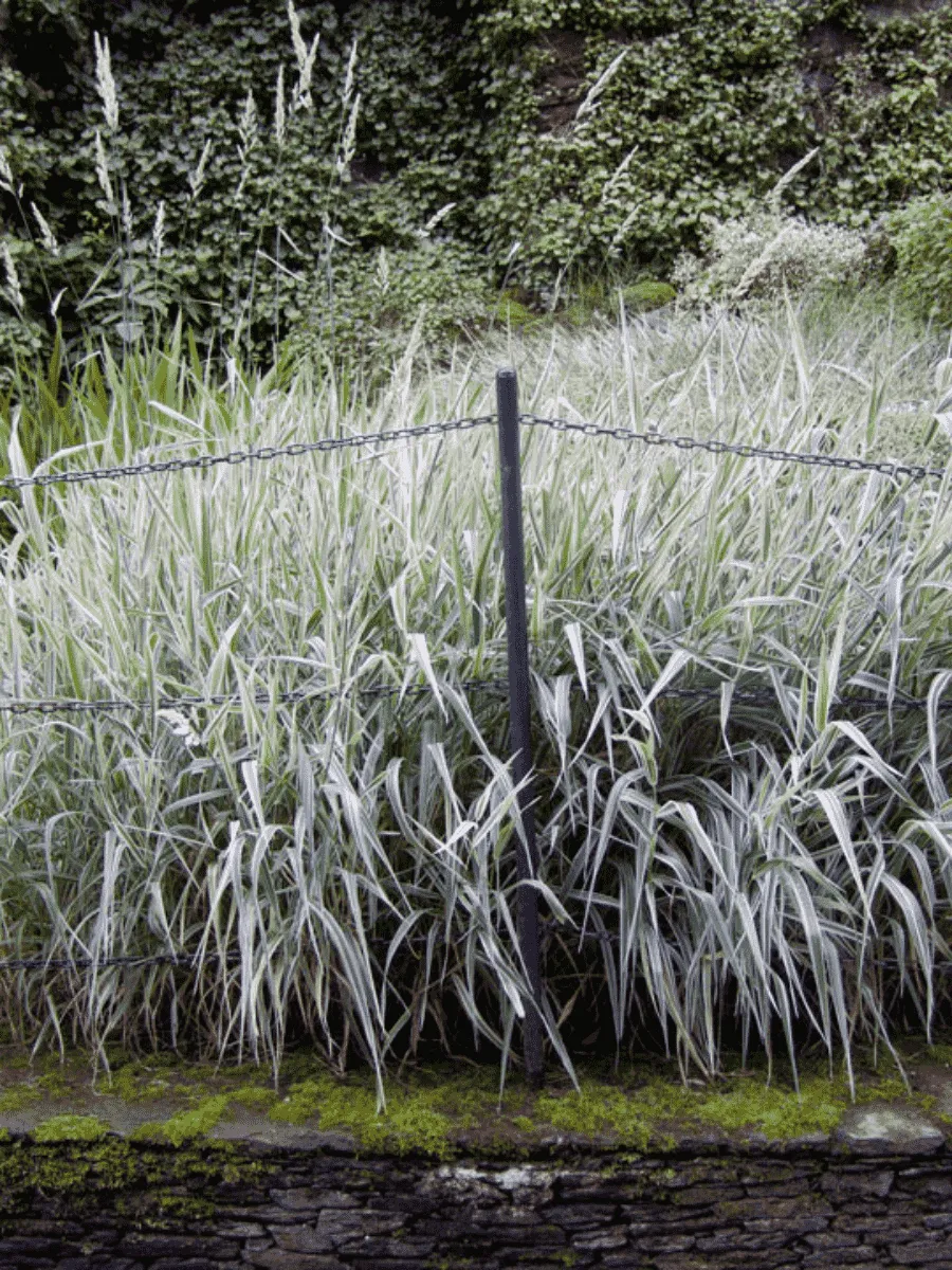 Фалярис тростниковый "Strawberry and Cream"