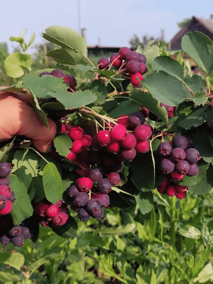 Ирга канадская Martin