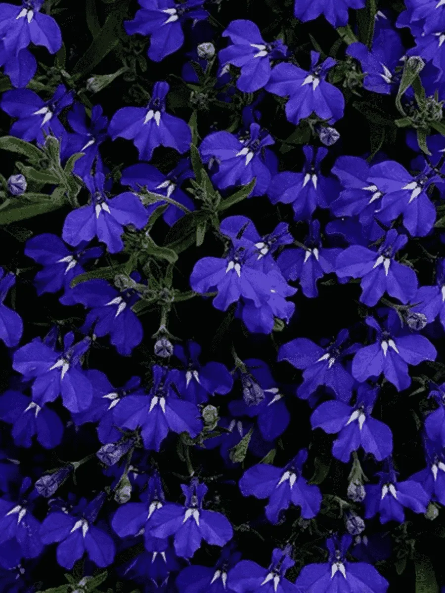 Лобелия ампельная Regatta F1 Marine Blue