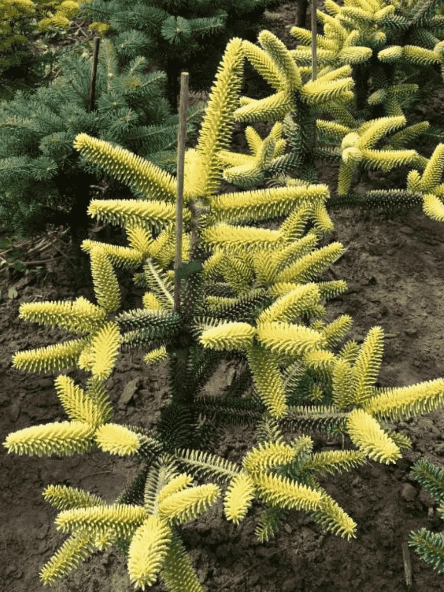 Пихта испанская Aurea