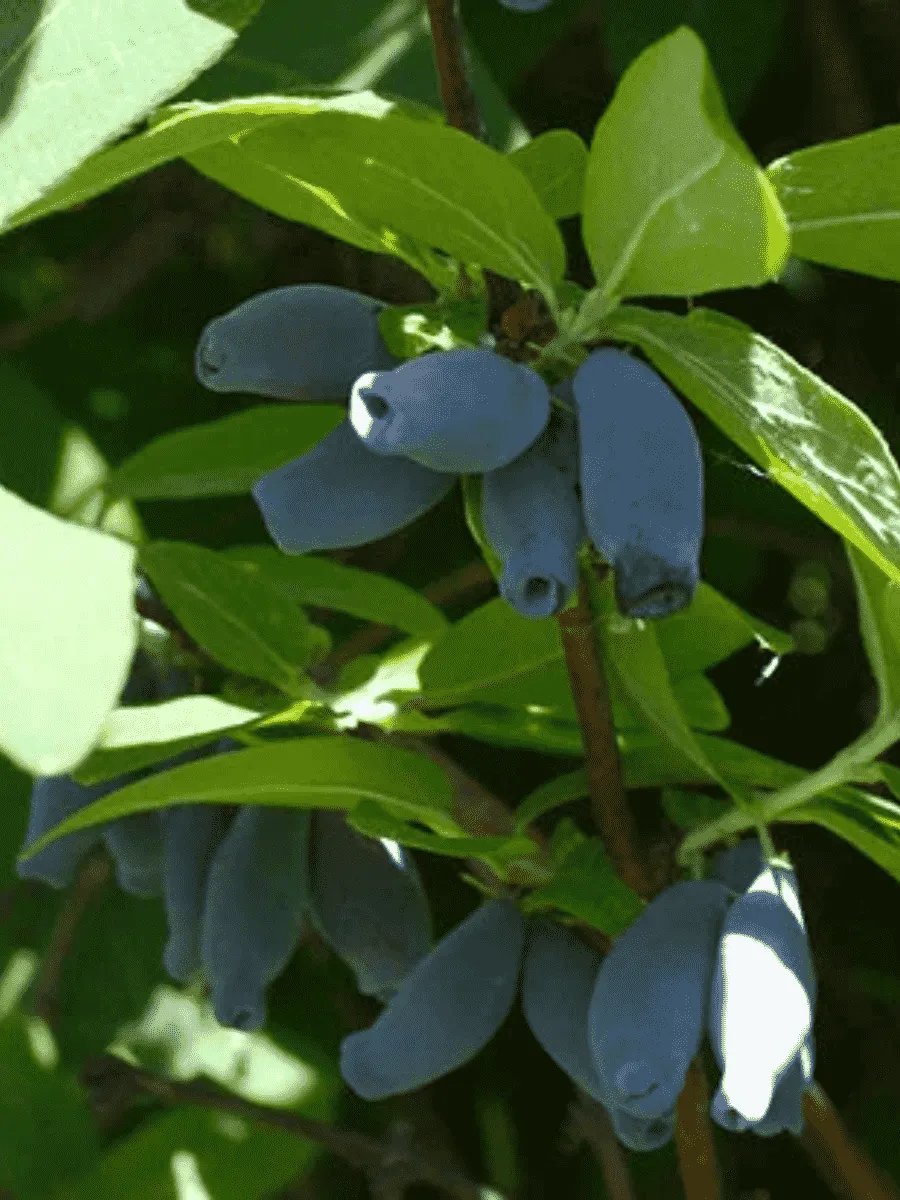 Жимолость Синичка