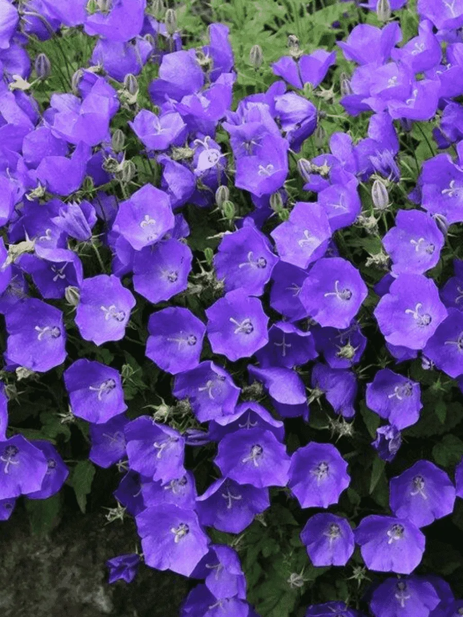 Колокольчик  карпатский Carillon Blue