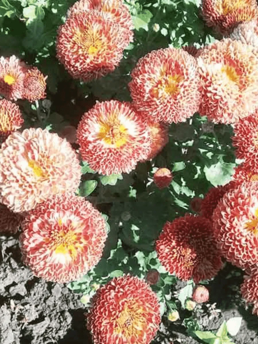 Хризантема Сударушка