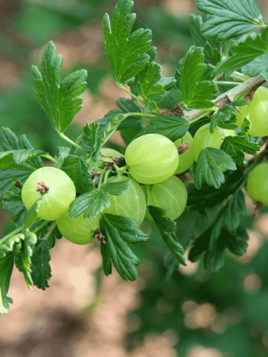 Крыжовник обыкновенный Hinnomakey green