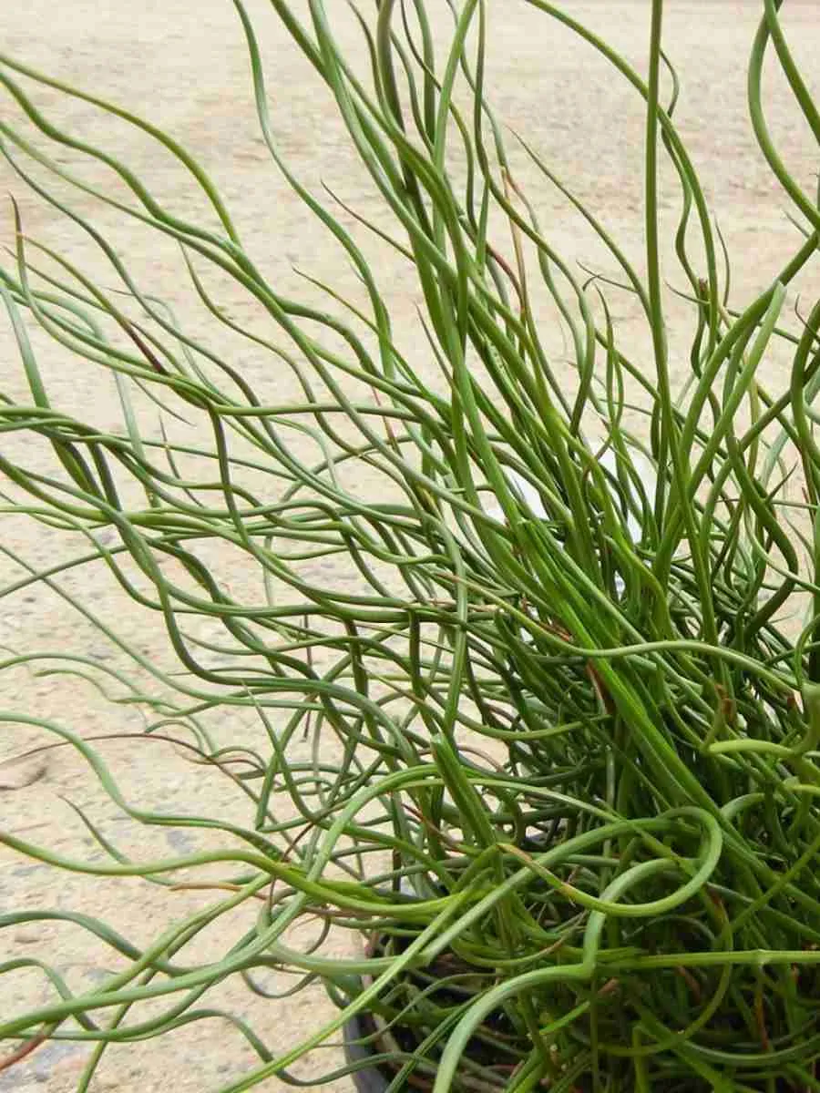 Ситник развесистый Spiralis