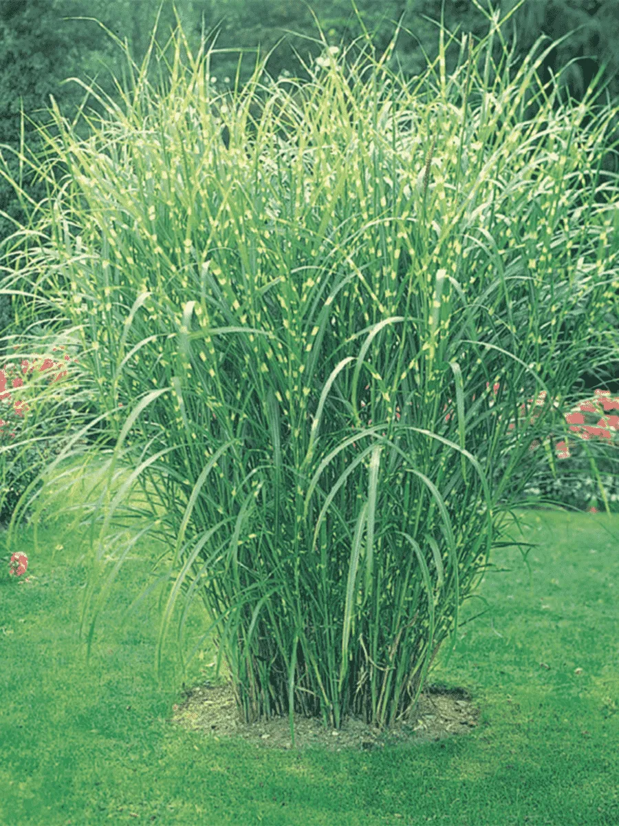 Мискантус китайский Strictus