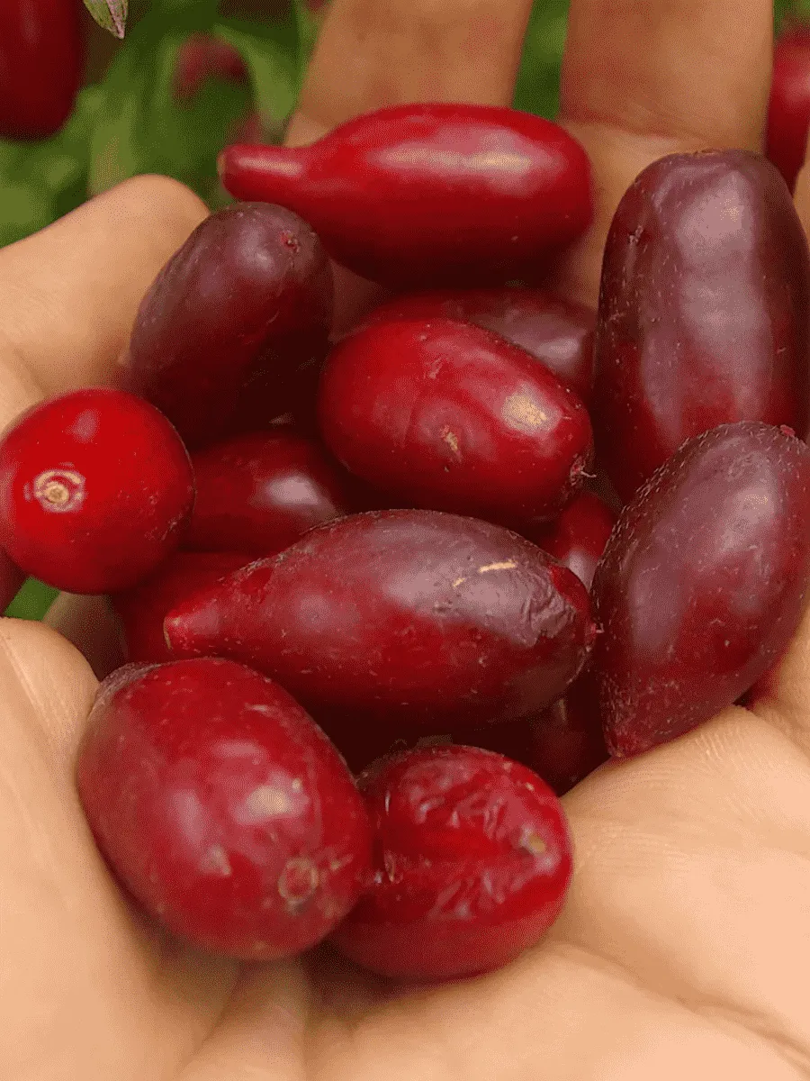 Кизил Плодовый Грушевидный