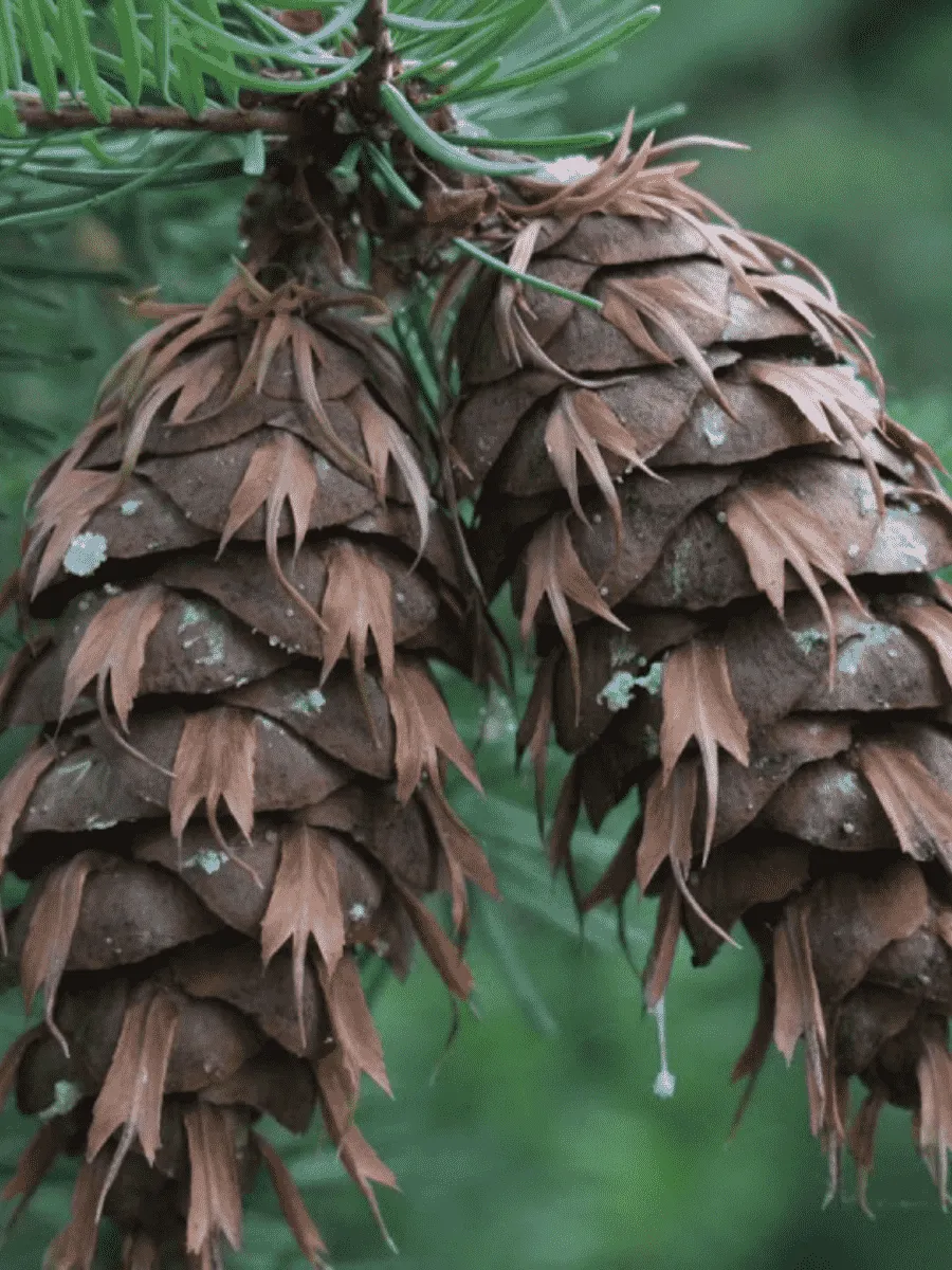 Псевдотсуга Мензиса