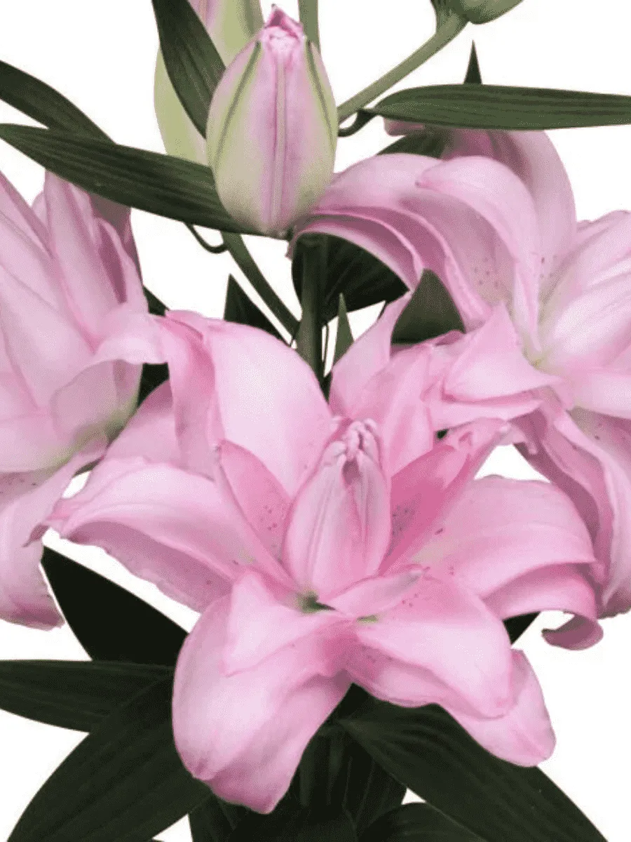 Лилия Waverider