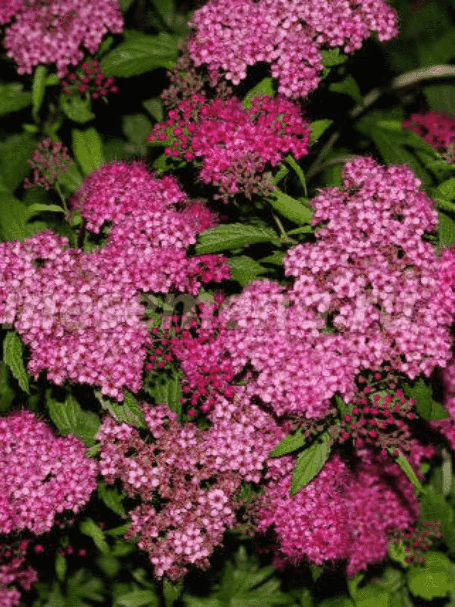 Спирея японская Froebelii