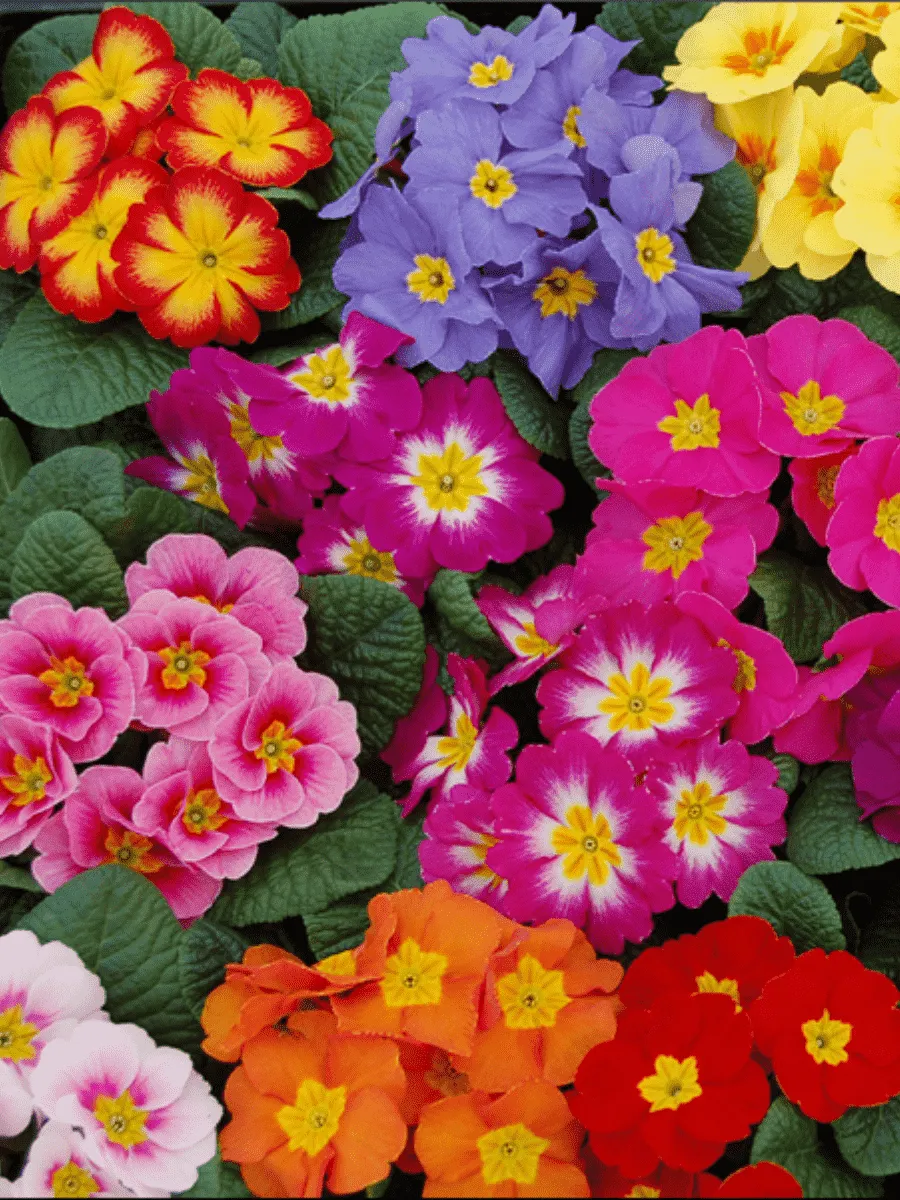 Примула пушистая Mix