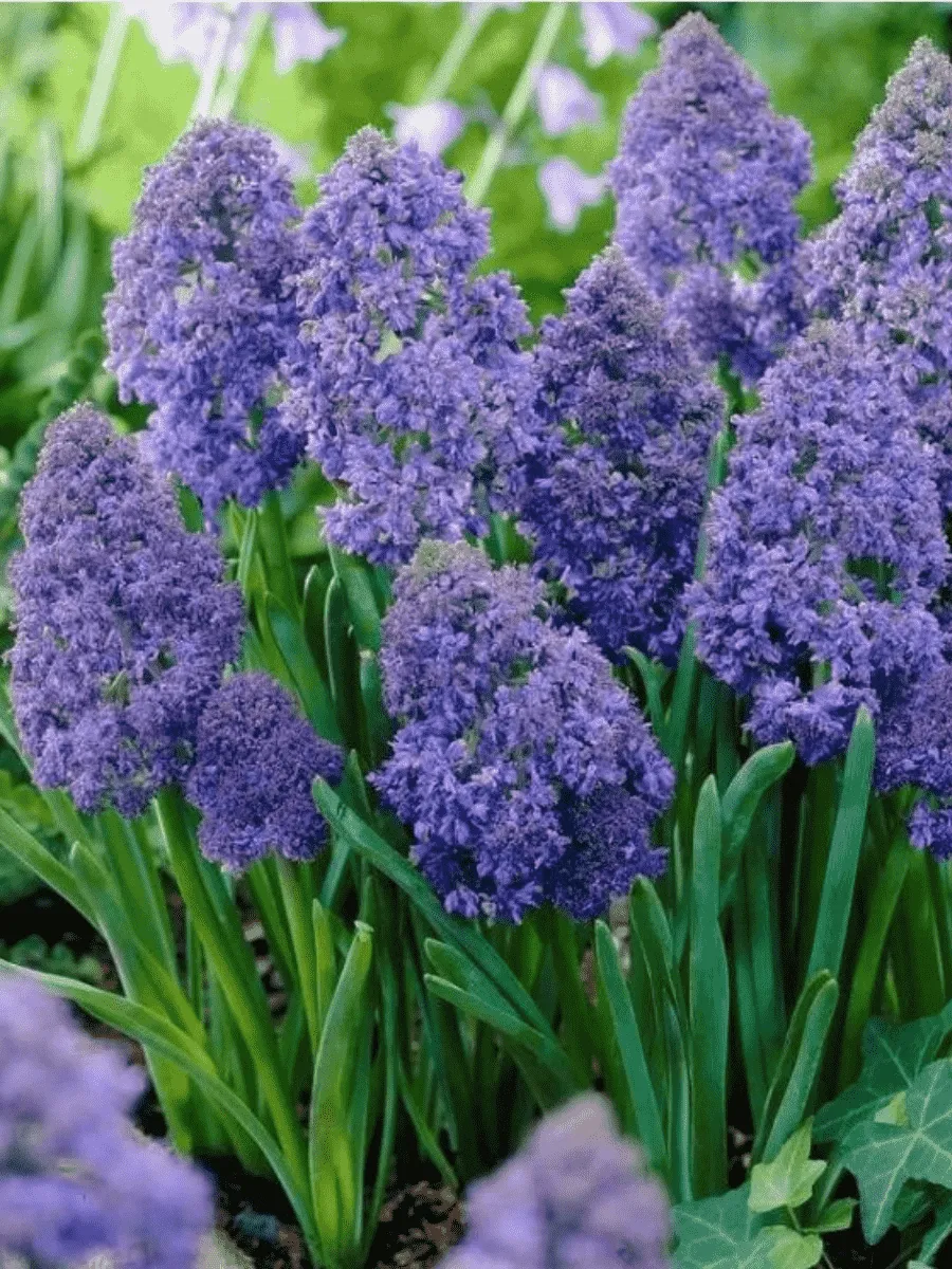 Мускари Fantasy Creation