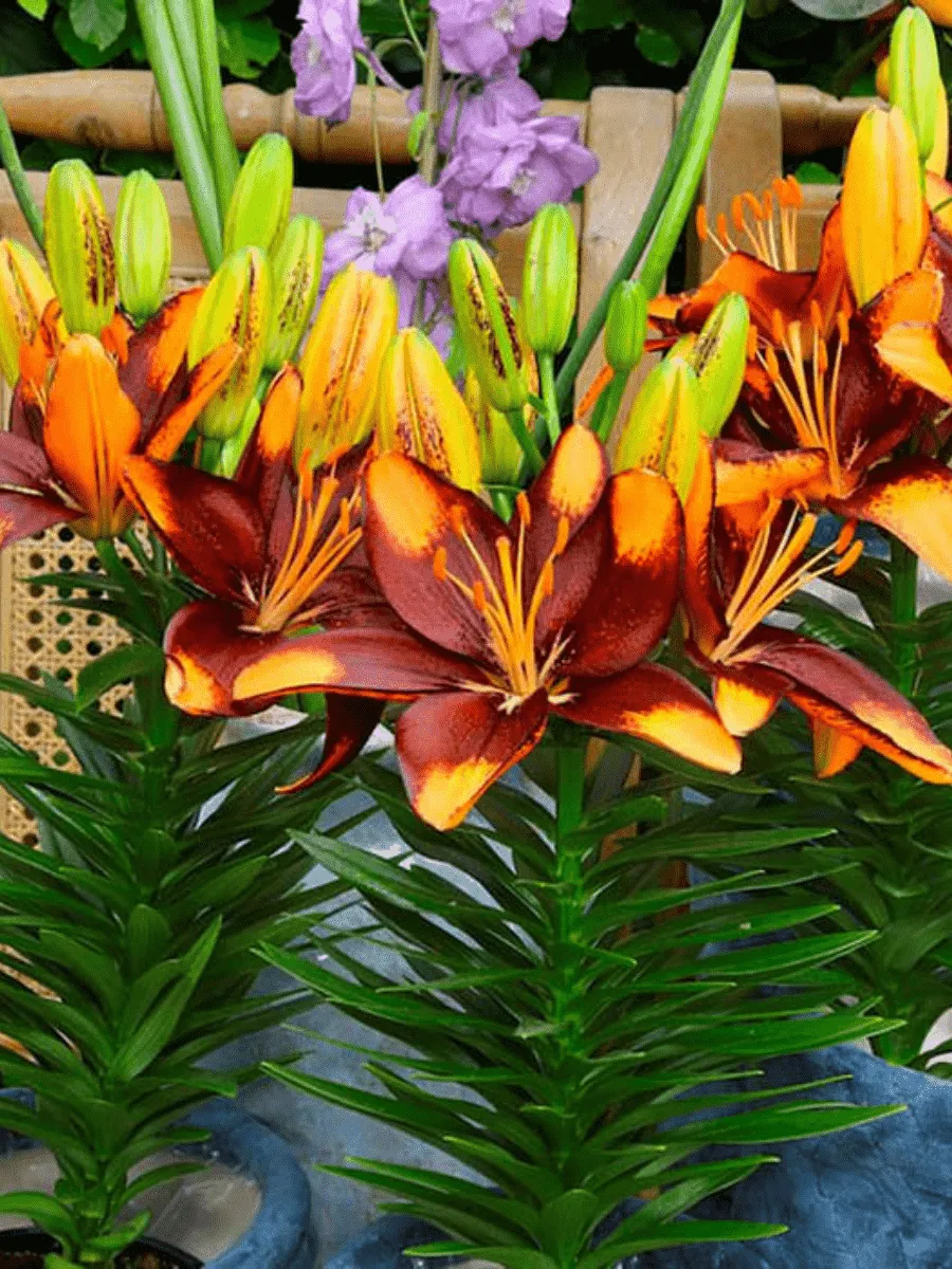 Лилия Tiny Lion