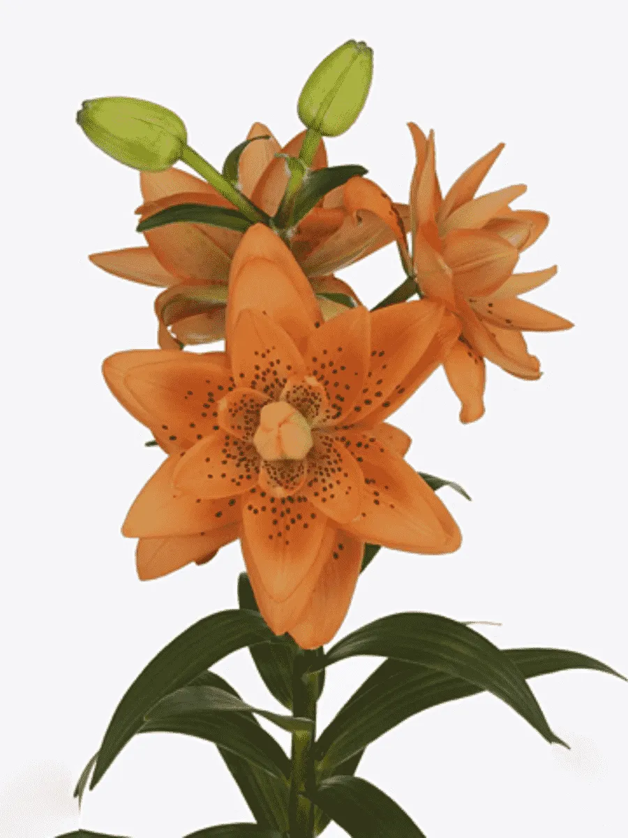 Лилия Dutch Design