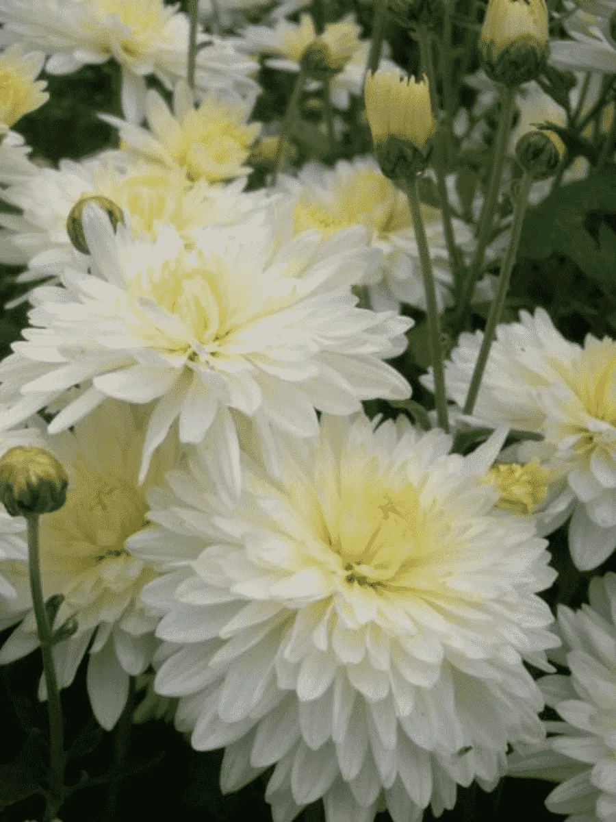 Хризантема корейская Мультфильм белая