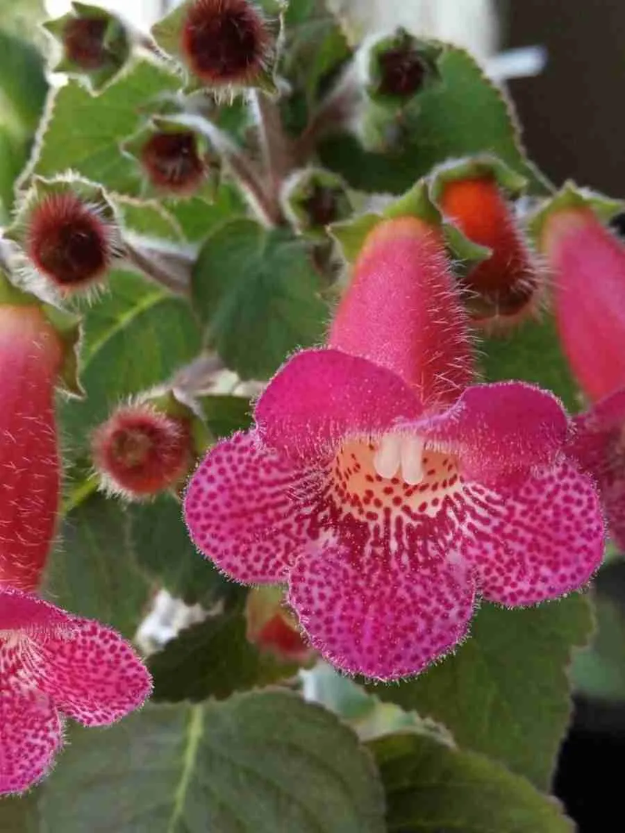 Колерия крупноцветковая