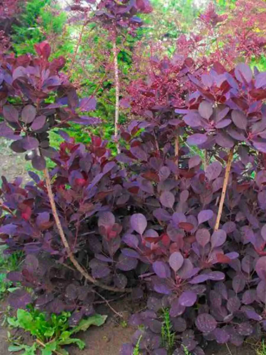 Скумпия кожевенная Lilla